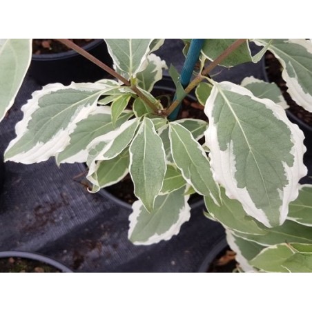 Cornus kousa 'ShiraYuki' - variegated leaves