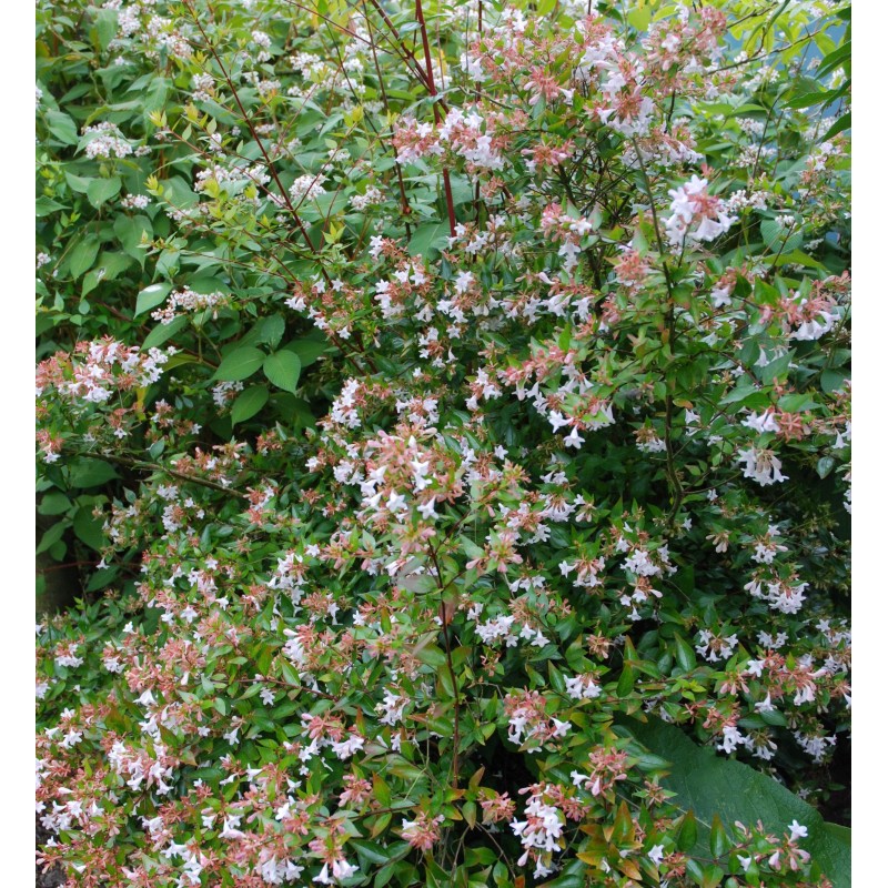 Abelia x grandiflora