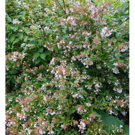 Abelia x grandiflora