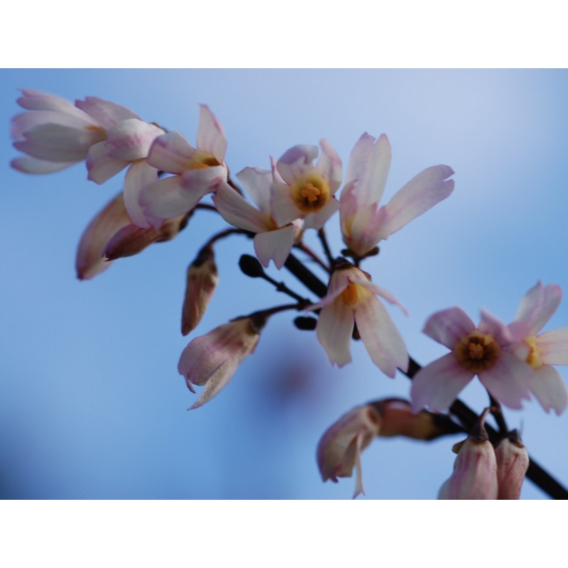 Abeliophyllum distichum spring flowers