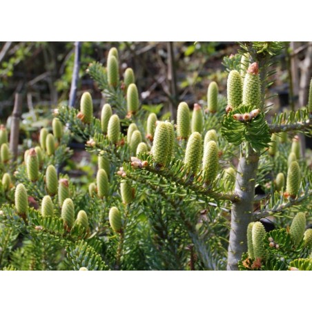 Abies koreana