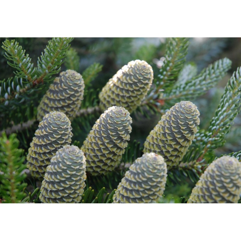 Abies koreana 'Silberlocke'