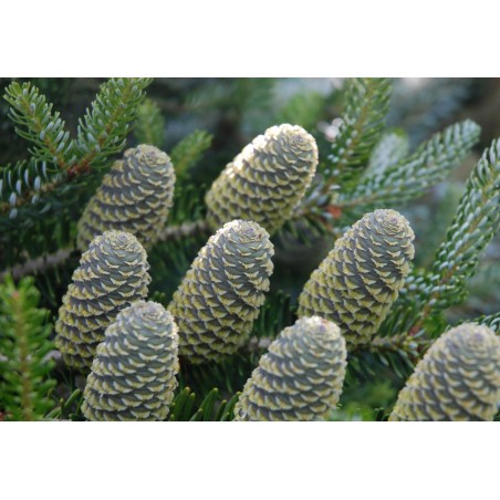 Abies koreana 'Silberlocke'
