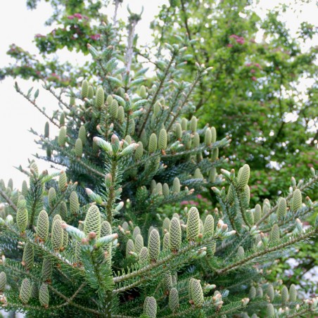 Abies koreana 'Silberlocke'