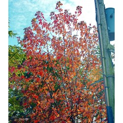 Acer x freemanii autumn colour