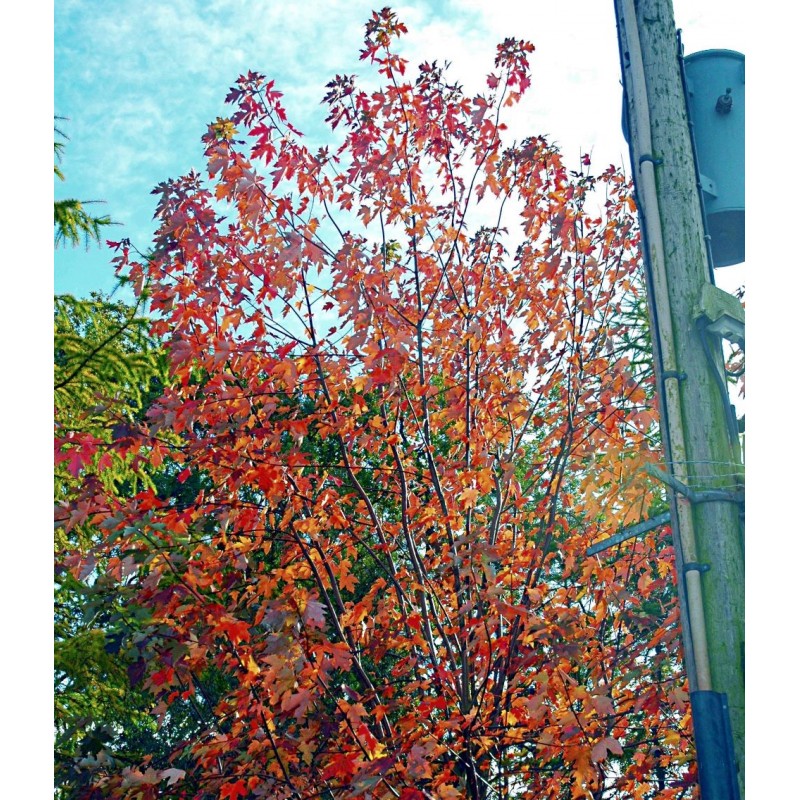 Acer x freemanii autumn colour Acer x freemanii autumn colour