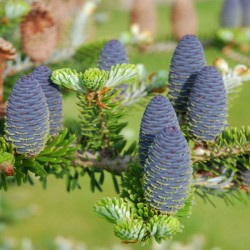 Abies koreana
