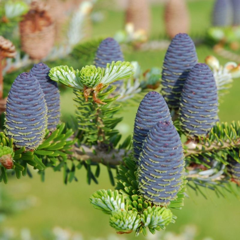 Abies koreana