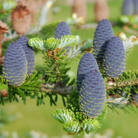 Abies koreana (Korean Fir)