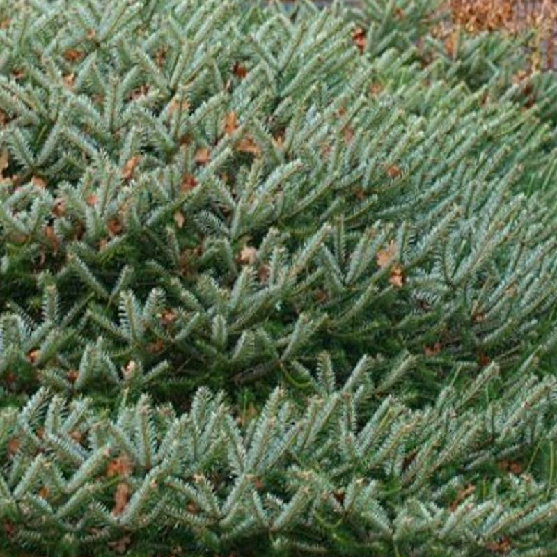 Abies x arnoldiana 'Cyrille' Abies x arnoldiana 'Cyrille'