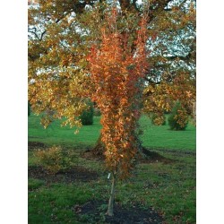 Acer campestre 'William Caldwell'