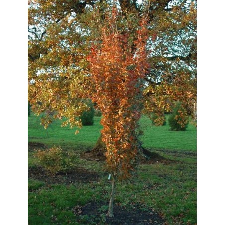 Acer campestre 'William Caldwell' - autumn colour Acer campestre 'William Caldwell' - autumn colour