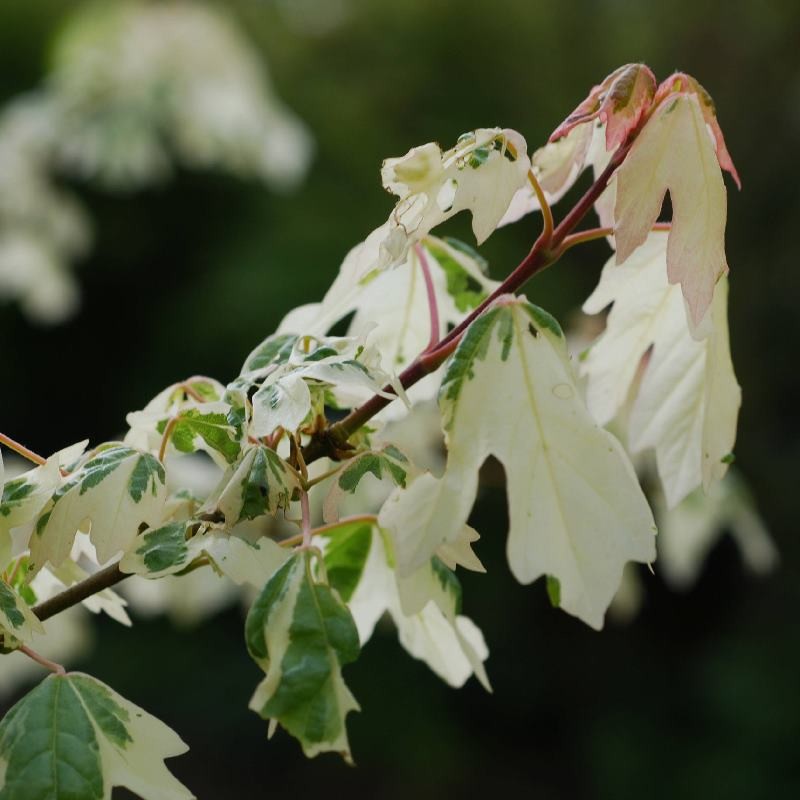 Acer campestre 'Carnival' Acer campestre 'Carnival'