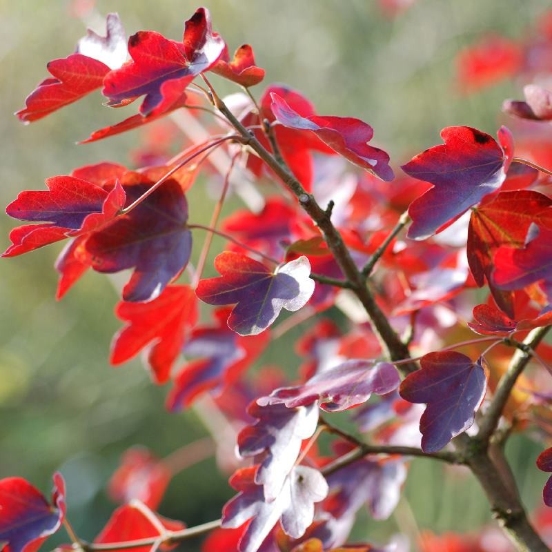 Acer campestre 'Evenley Red' - autumn colour