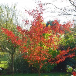 Acer campestre 'Evenley Red' - autumn colour