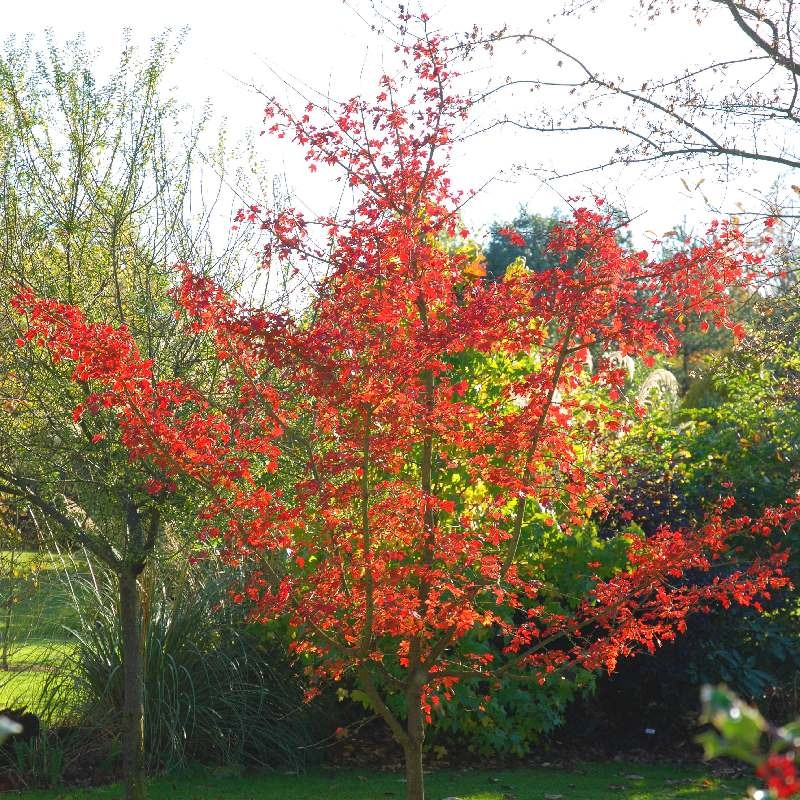 Acer campestre 'Evenley Red' - autumn colour Acer campestre 'Evenley Red' - autumn colour