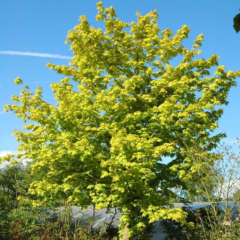 Acer cappadocicum 'Aureum' Acer cappadocicum 'Aureum'