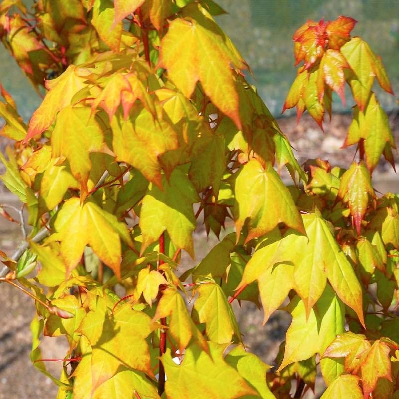 Acer cappadocicum 'Aureum' - colourful spring leaves Acer cappadocicum 'Aureum' - colourful spring leaves