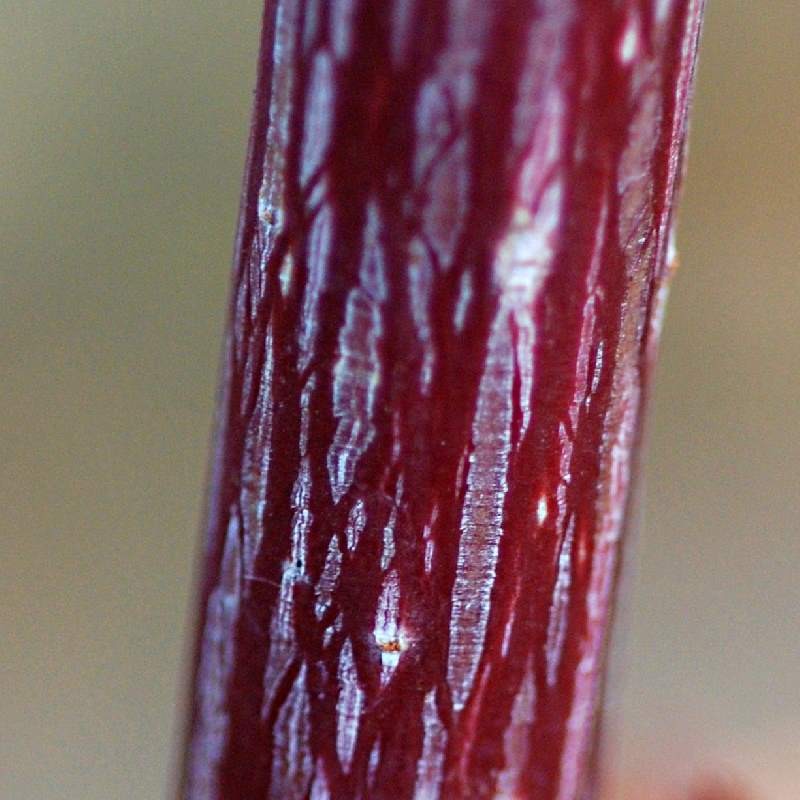 Acer davidii 'Rosalie' - bark colour Acer davidii 'Rosalie' - bark colour