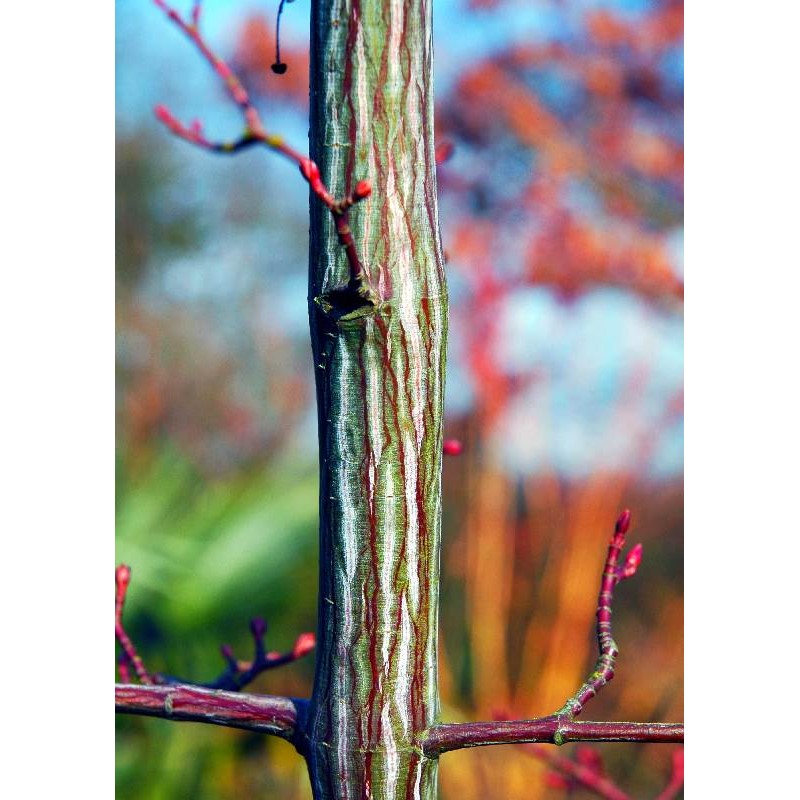 Acer davidii 'Serpentine' - bark Acer davidii 'Serpentine' - bark