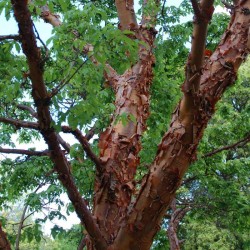 Acer griseum - peeling bark