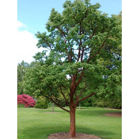 Acer griseum - small tree Acer griseum - small tree