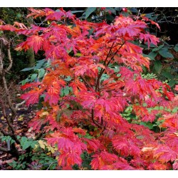 Acer japonicum 'Aconitifolium' - autumn colour