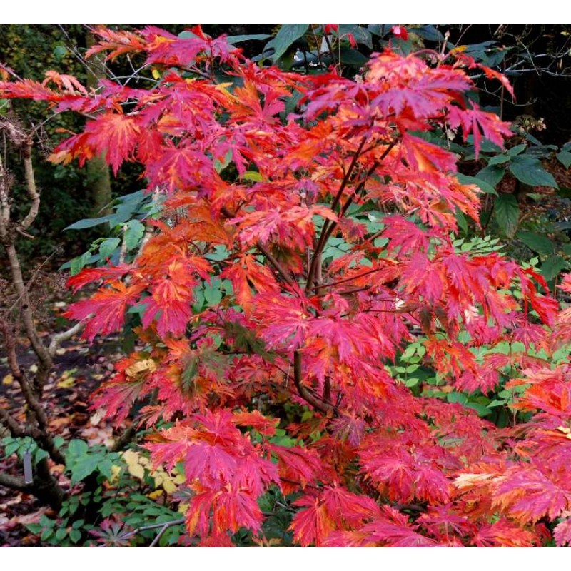Acer japonicum 'Aconitifolium' - autumn colour Acer japonicum 'Aconitifolium' - autumn colour