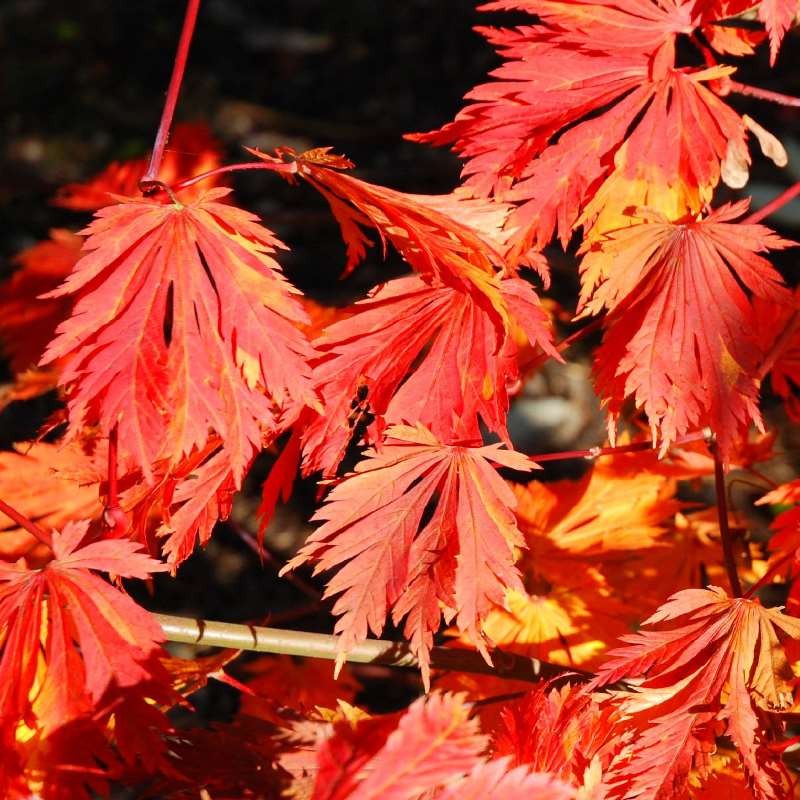 Acer japonicum 'Aconitifolium' - autumn colour