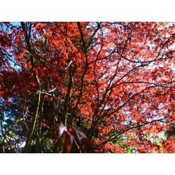 Acer palmatum 'Bloodgood' - spring leaves