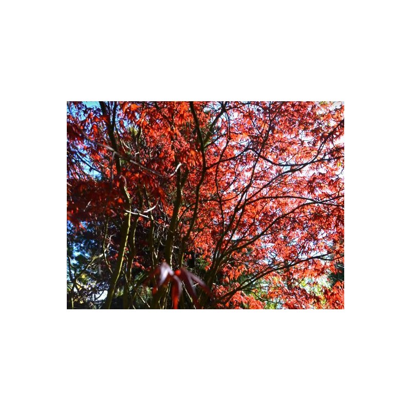 Acer palmatum 'Bloodgood' - spring leaves