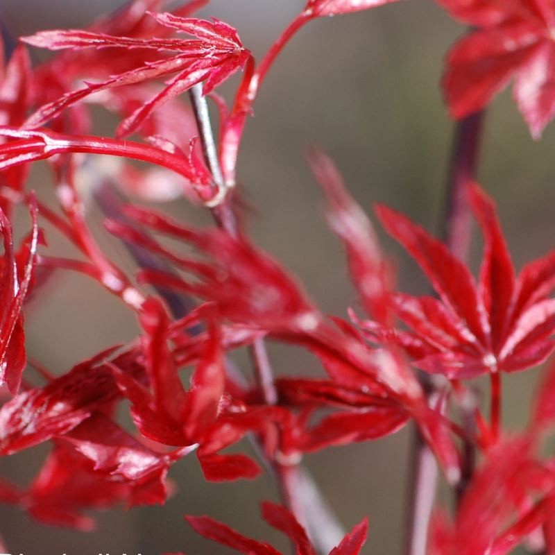 Acer palmatum 'Deshojo' - spring leaves