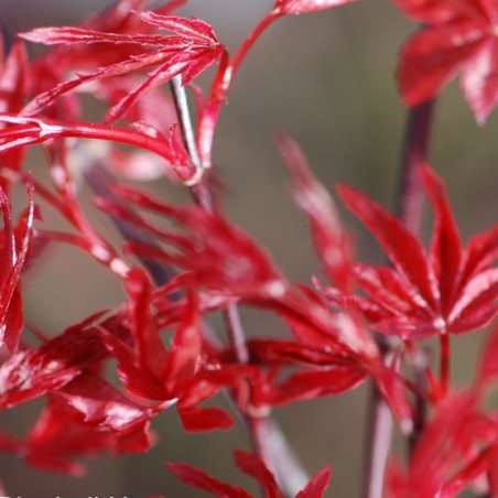 Acer palmatum 'Deshojo' - spring leaves Acer palmatum 'Deshojo' - spring leaves