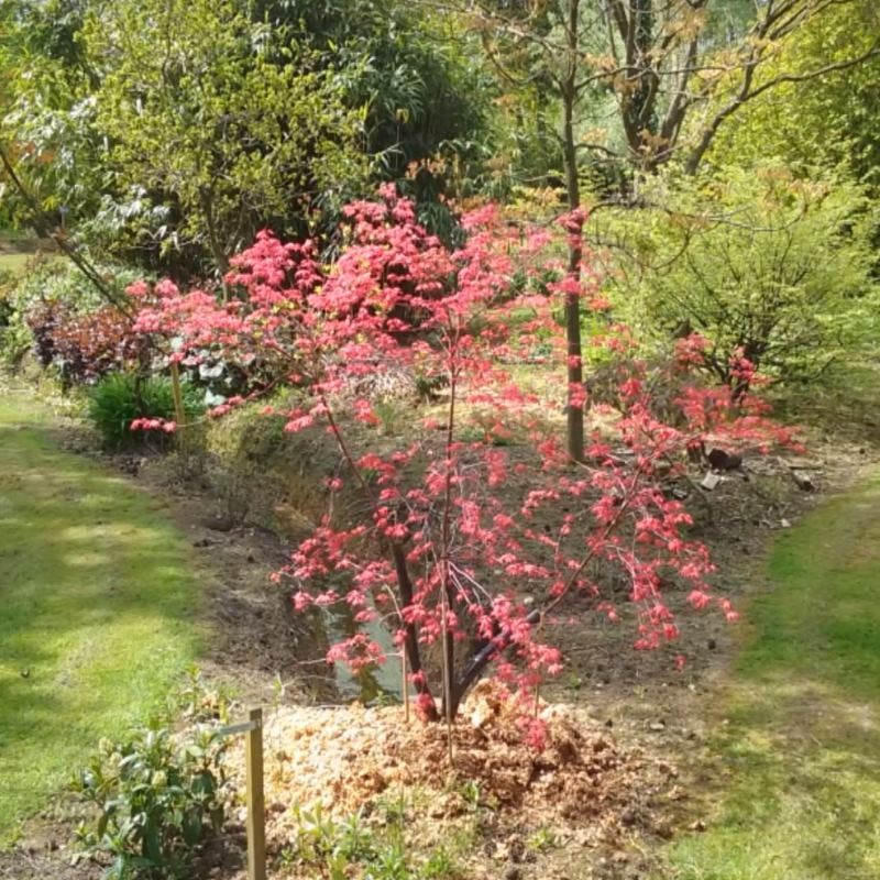 Acer palmatum 'Deshojo' - spring