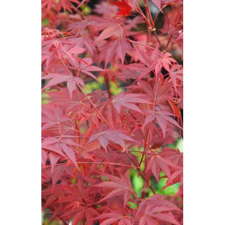 Acer palmatum 'Fireglow' Acer palmatum 'Fireglow'