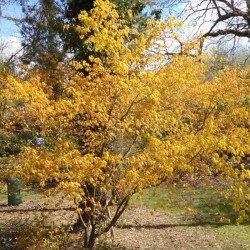 Acer palmatum 'Katsura' - spring leaves