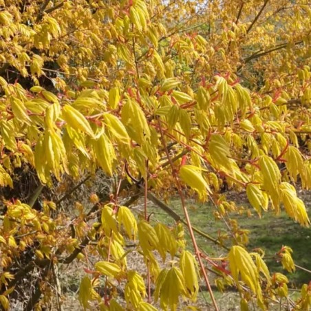 Acer palmatum 'Katsura' - spring leaves Acer palmatum 'Katsura' - spring leaves