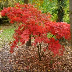 Acer palmatum 'Osakazuki' - autumn colour