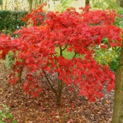 Acer palmatum 'Osakazuki' - autumn colour