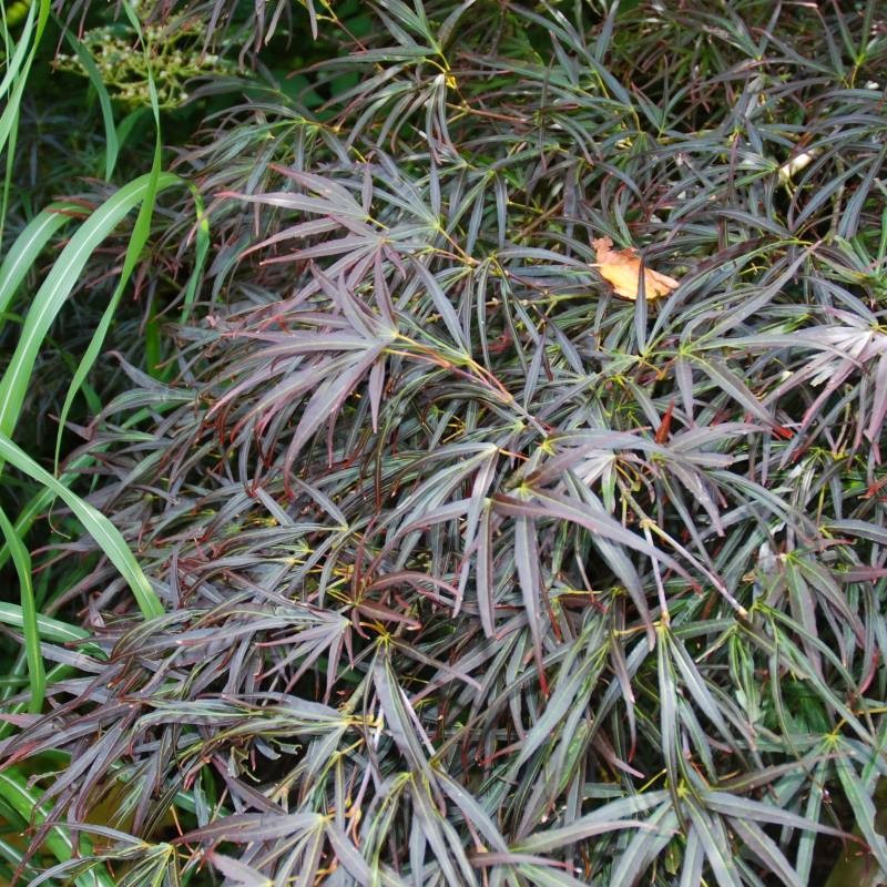 Acer palmatum 'Red Pygmy' - Summer leaves Acer palmatum 'Red Pygmy' - Summer leaves