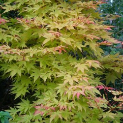 Acer palmatum 'Sango-kaku' - summer leaves