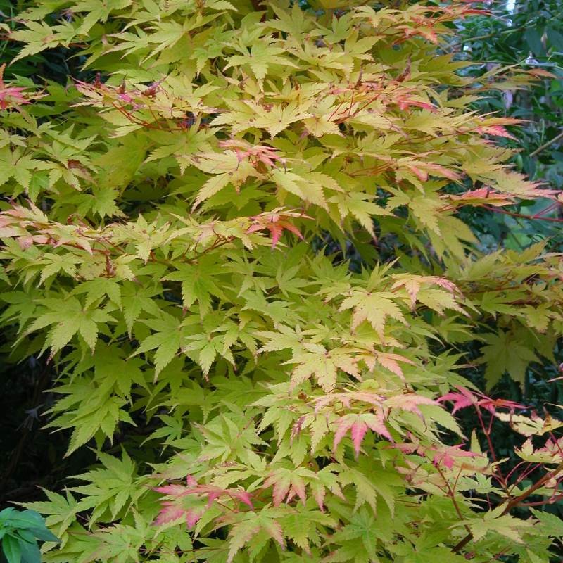 Acer palmatum 'Sango-kaku' - summer leaves