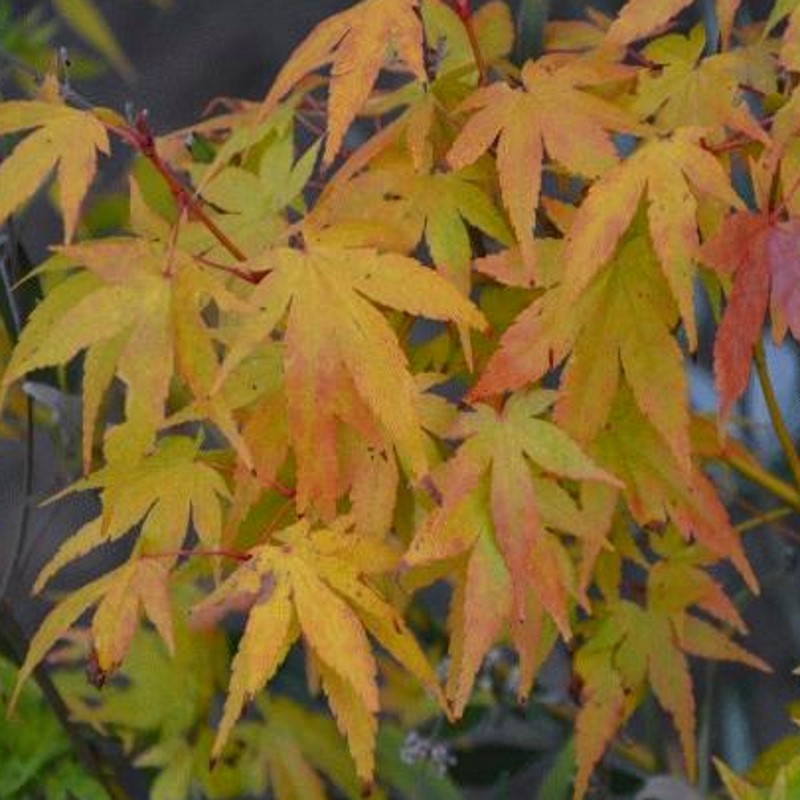 Acer palmatum 'Shin-nyo' - autumn colour Acer palmatum 'Shin-nyo' - autumn colour