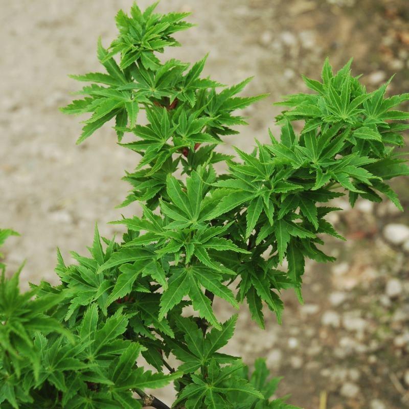 Acer palmatum 'Shishigashira' - summer leaves Acer palmatum 'Shishigashira' - summer leaves