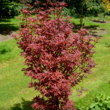 Acer palmatum 'Skeeter's Broom' - summer leaves Acer palmatum 'Skeeter's Broom' - summer leaves