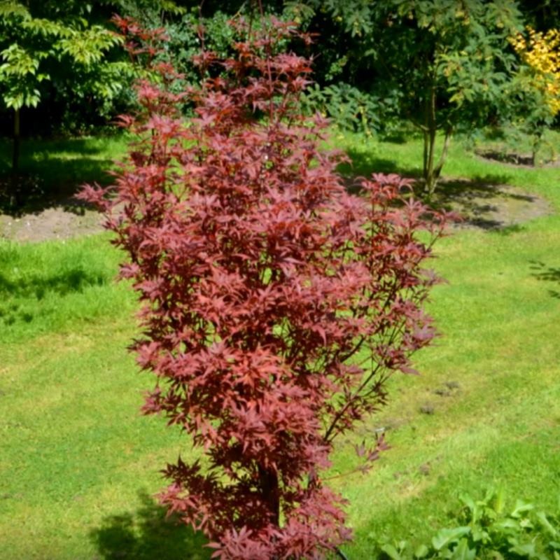 Acer palmatum 'Skeeter's Broom' - summer leaves