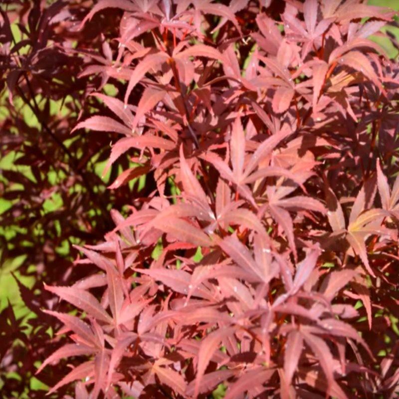 Acer palmatum 'Skeeter's Broom' - summer leaves
