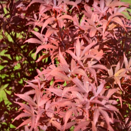 Acer palmatum 'Skeeter's Broom' - summer leaves Acer palmatum 'Skeeter's Broom' - summer leaves