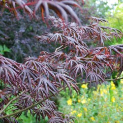 Acer palmatum 'Trompenburg' - summer leaves