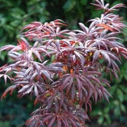 Acer palmatum 'Trompenburg' - summer leaves close up